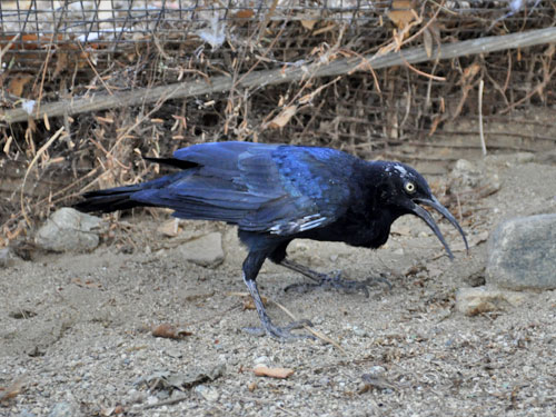 オナガクロムクドリモドキ