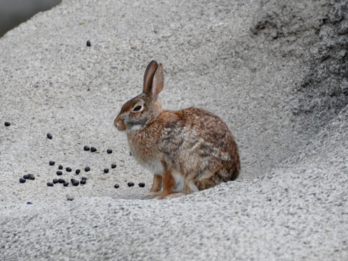 サバクワタオウサギ