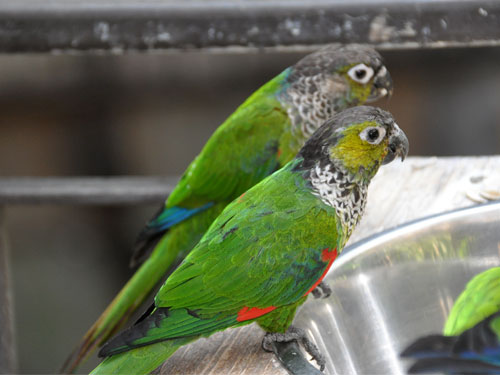 イワウロコインコ