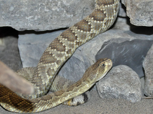 モハベガラガラヘビ