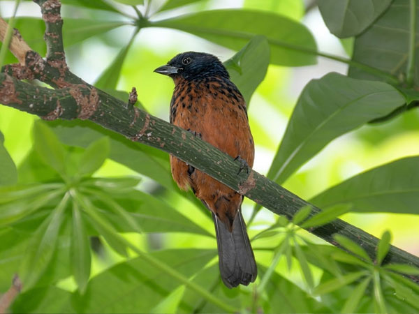 サザナミフウキンチョウ