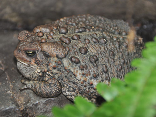 アメリカヒキガエル