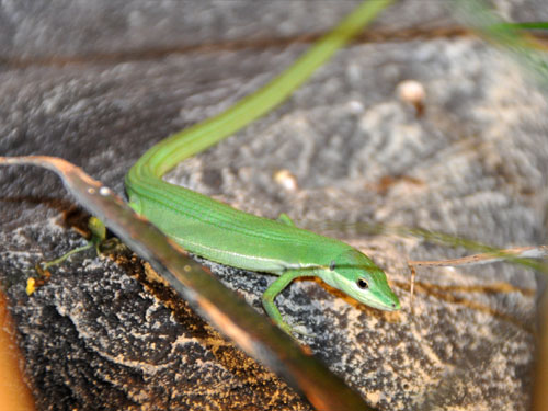 アオカナヘビ（Takydromus smaragdinus）