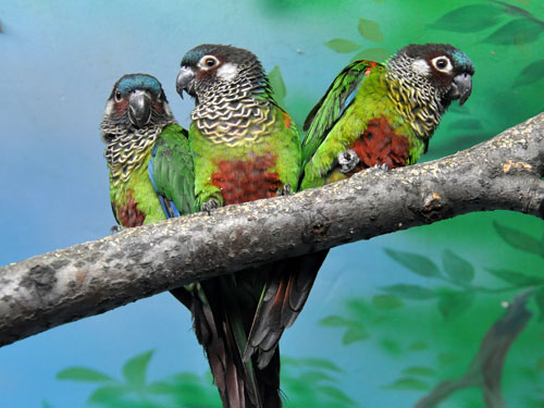 アカオウロコインコ