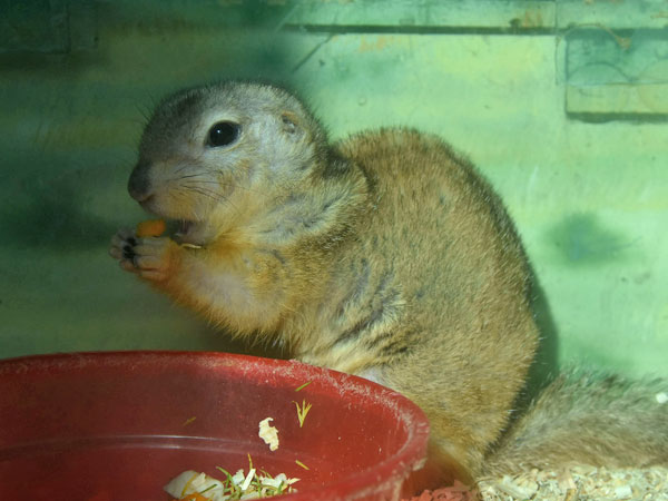 ヒメハタリス