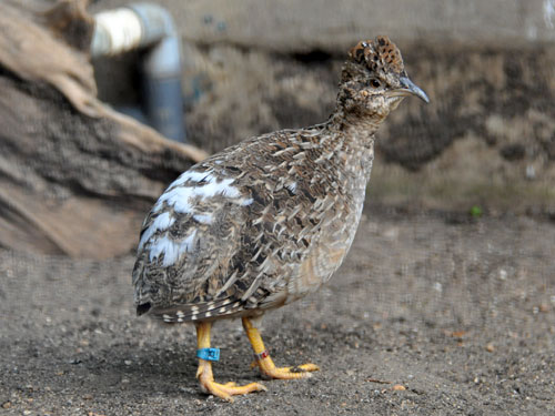 アンデスシギダチョウ