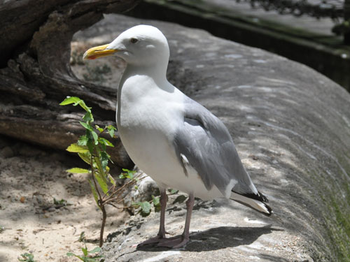 アメリカセグロカモメ