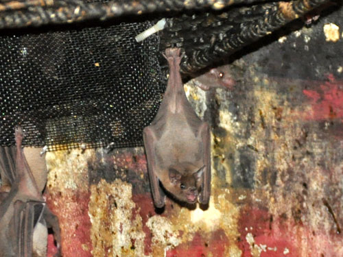 ヒメハナナガコウモリ