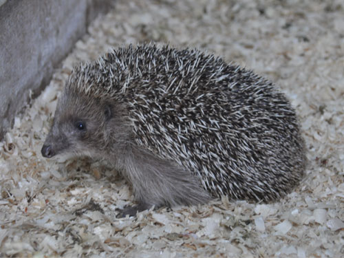 アムールハリネズミ