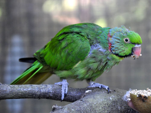 モーリシャスホンセイインコ