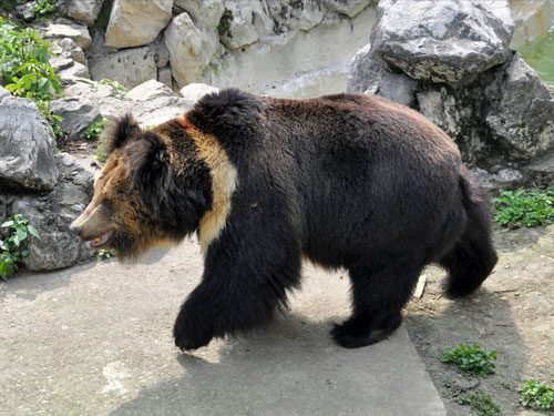 ウマグマ