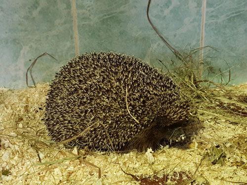 ナミハリネズミ