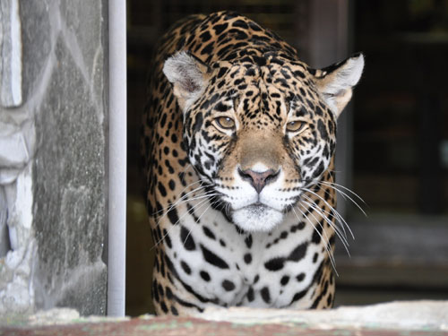ジャガー