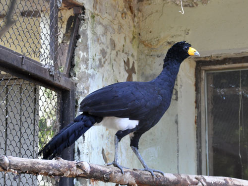 メスグロホウカンチョウ