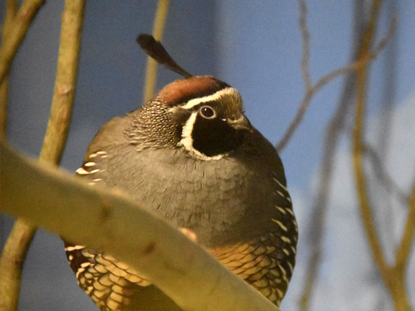 カンムリウズラ