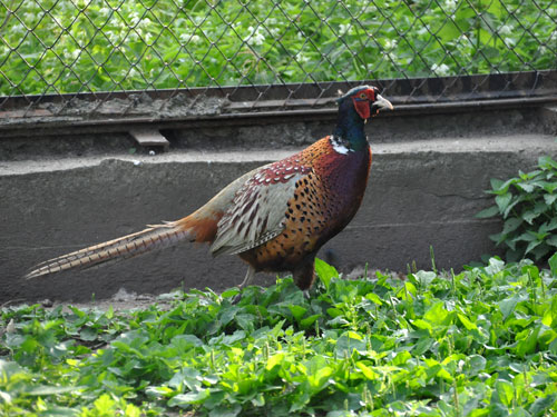 コウライキジ