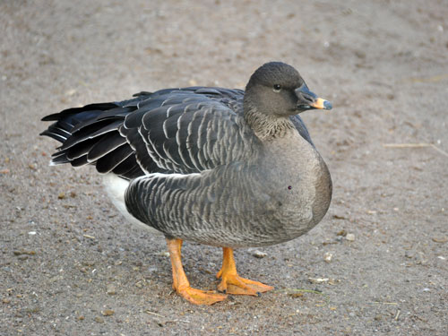 ヒシクイ（Anser fabalis）