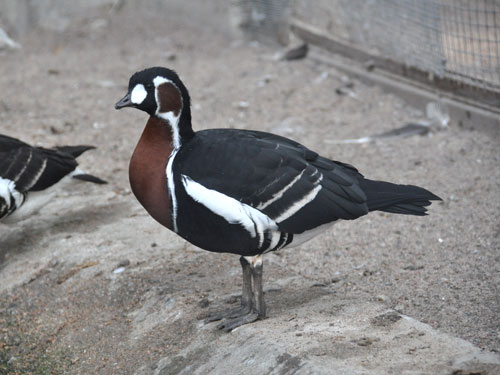 アオガン（Branta ruficollis）