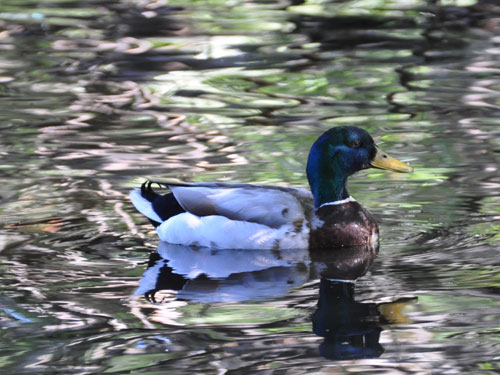 マガモ（Anas platyrhynchos）