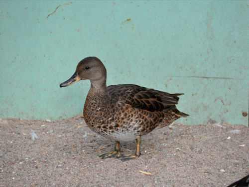 オカヨシガモ（Anas strepera）