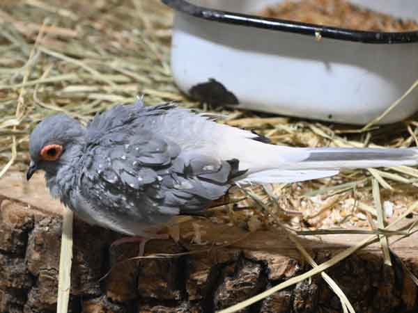 ウスユキバト