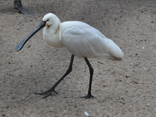 ヘラサギ