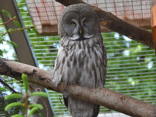 カラフトフクロウ（ユーラシア大陸亜種）