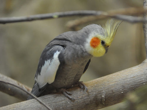 オカメインコ