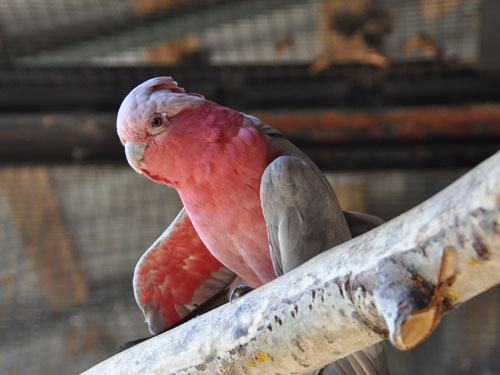 モモイロインコ