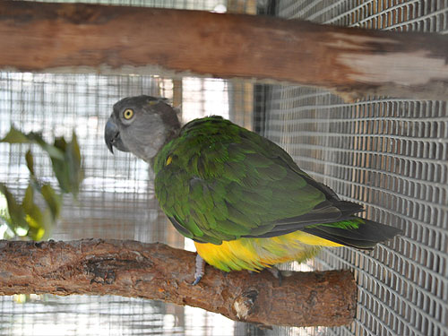 ネズミガシラハネナガインコ