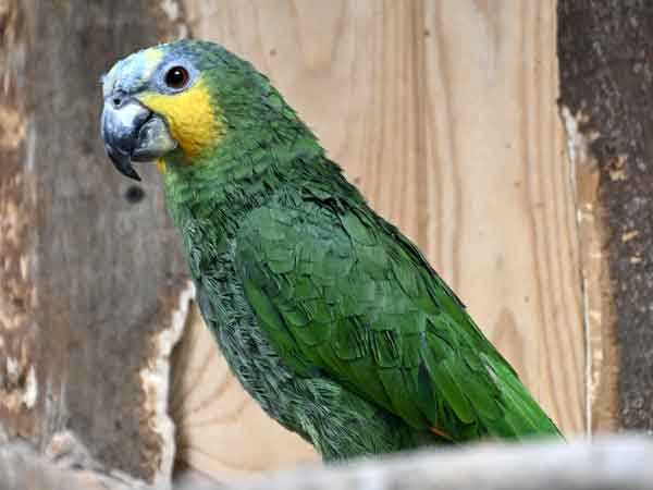 キソデボウシインコ