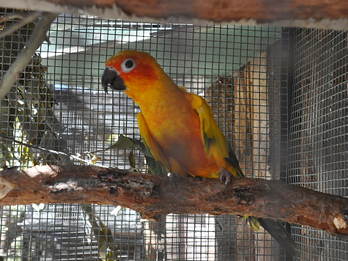 コガネメキシコインコ