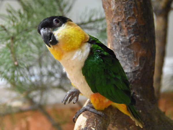 ズグロシロハラインコ