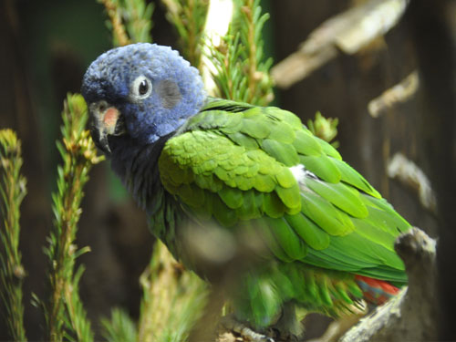 アケボノインコ