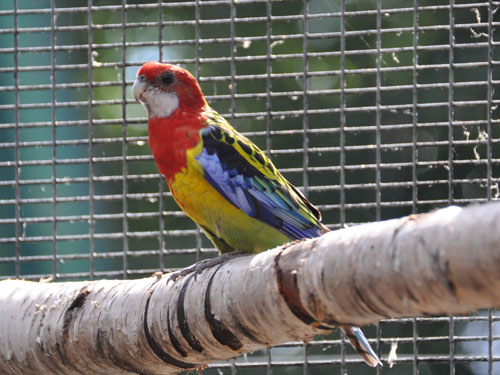 ナナクサインコ