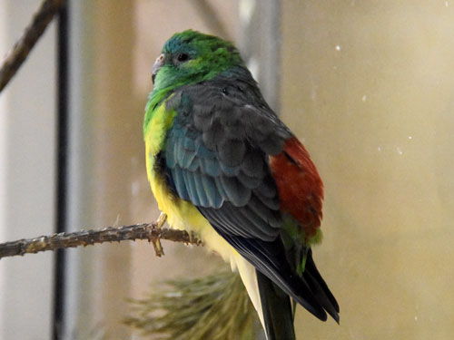 ビセイインコ