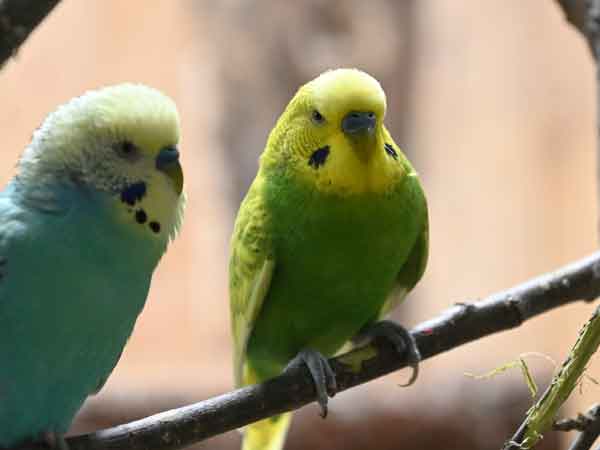 セキセイインコ