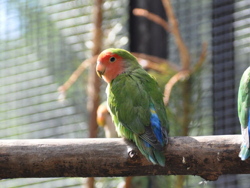 コザクラインコ