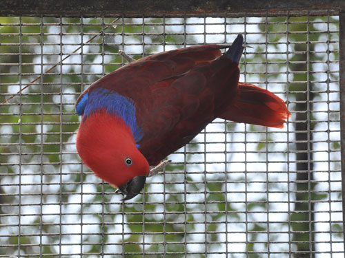 オオハナインコ