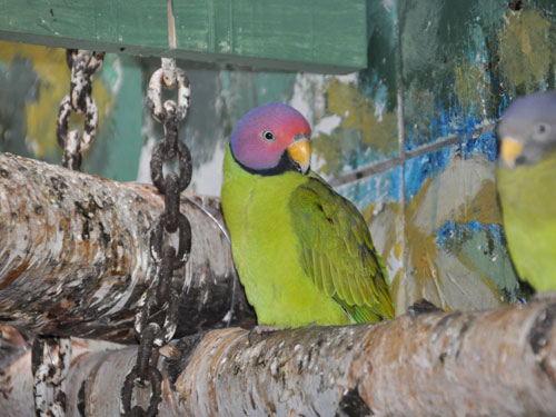 コセイインコ