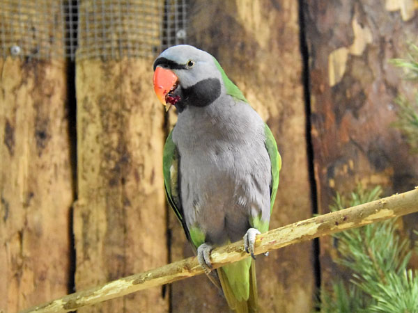 オオダルマインコ