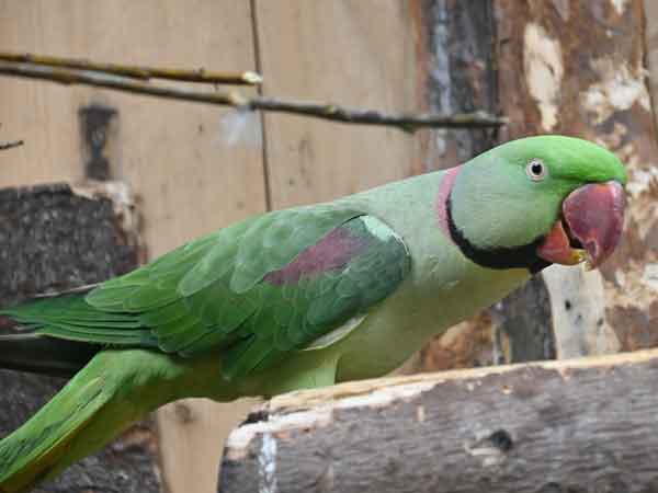 オオホンセイインコ