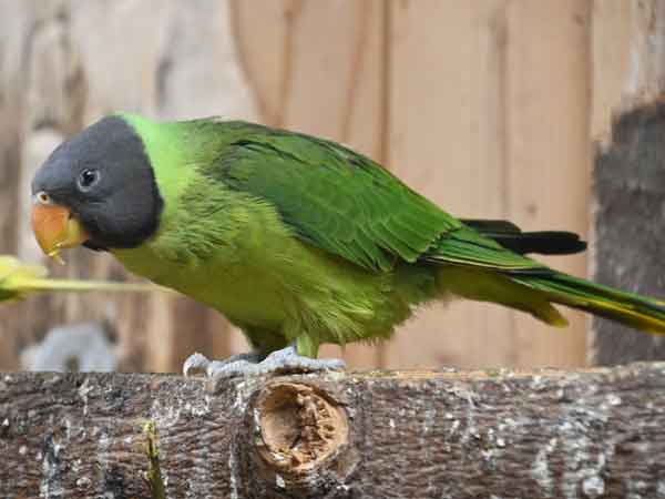 ズグロコセイインコ