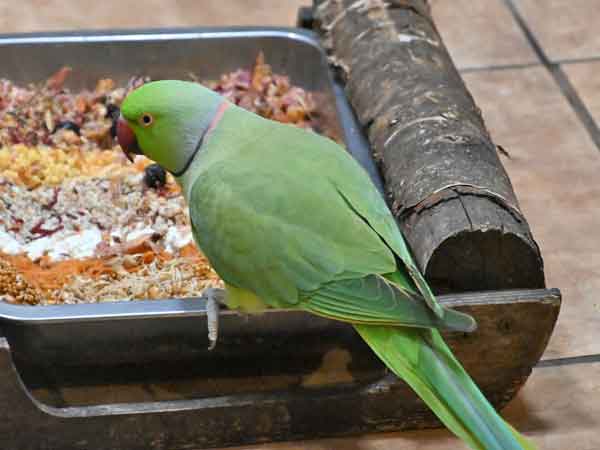 ホンセイインコ