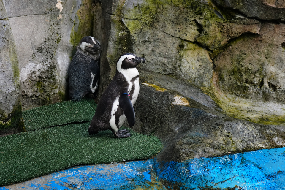 ケープペンギン