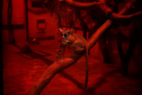 スラウェシメガネザル