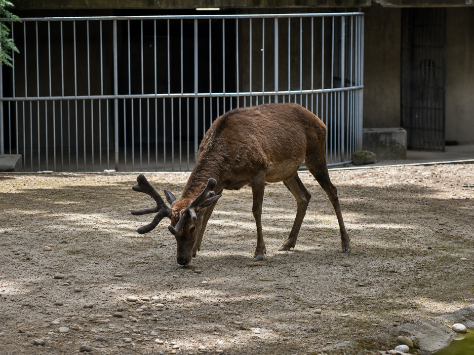 ダマジカ