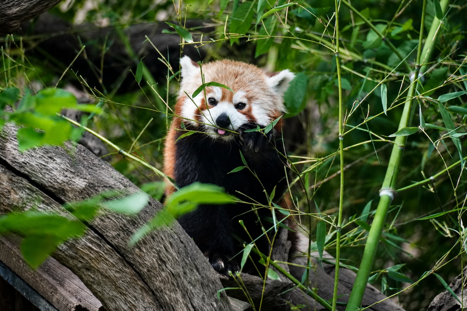 レッサーパンダ